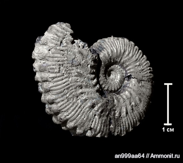 аммониты, юра, Kosmoceras, Ammonites, muscle scars, Сторожевка, Jurassic
