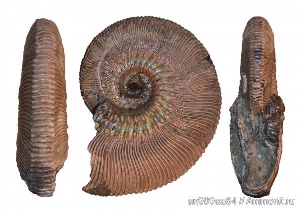 аммониты, Kosmoceras, келловей, Kosmoceras phaeinum, Kosmoceratidae, Ammonites, Callovian, Middle Jurassic