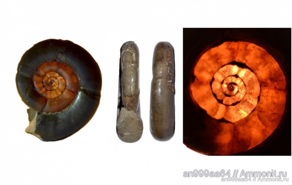 аммониты, Ammonites, Nannolytoceras, нижний байос