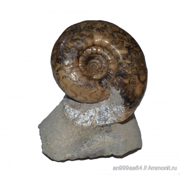 аммониты, пермь, Uraloceras, Goniatitida, артинский ярус, Ammonites, Permian