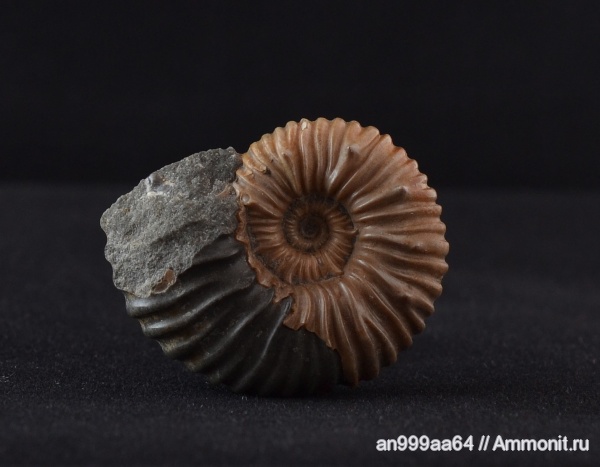 аммониты, Ammonites, Acanthohoplites, Parahoplitidae