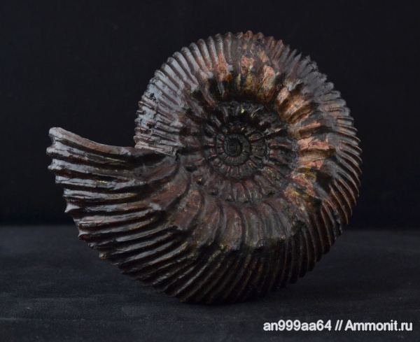 аммониты, Simbirskites, Ammonites, верхний готерив, simbirskites decheni, Simbirskitidae