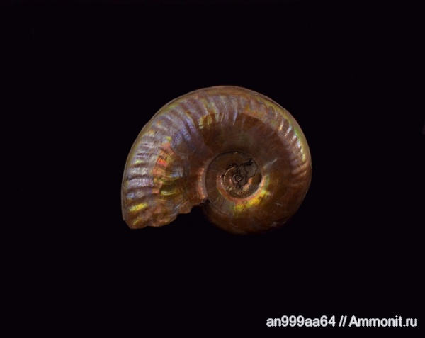 аммониты, юра, Дубки, Hecticoceratinae, Ammonites