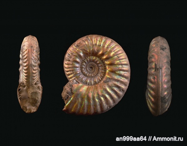 аммониты, Hecticoceratinae, Ammonites, Putealiceras, Putealiceras punctatum