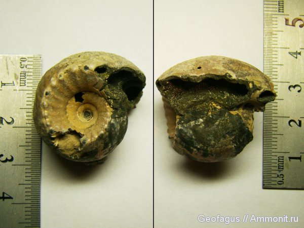 аммониты, Erymnoceras, Erymnoceras doliforme, Ammonites