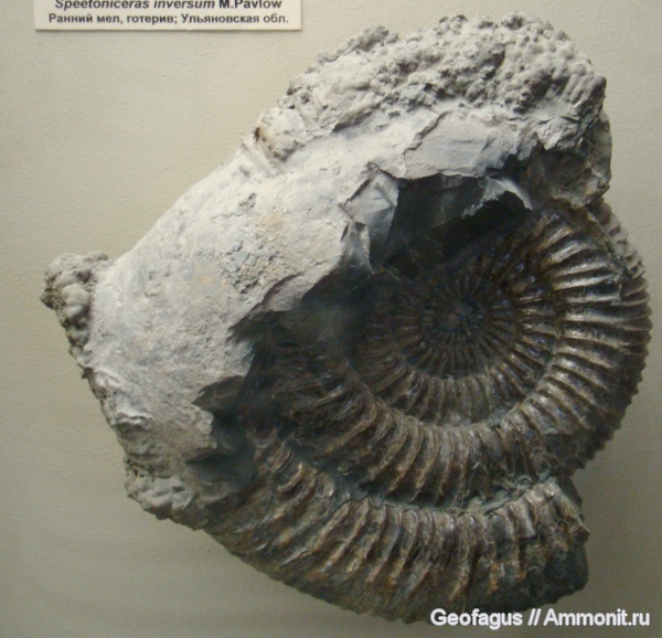 аммониты, ПИН, Speetoniceras, Ammonites, Speetoniceras inversum, Hauterivian