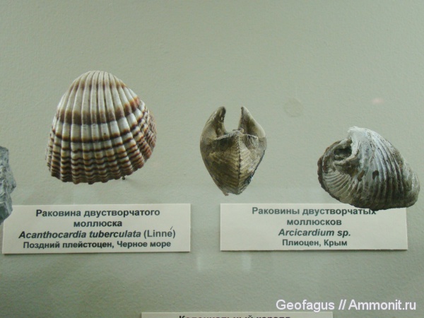 моллюски, двустворчатые моллюски, ПИН, Acanthocardia, Acanthocardia tuberculata, Arcicardum