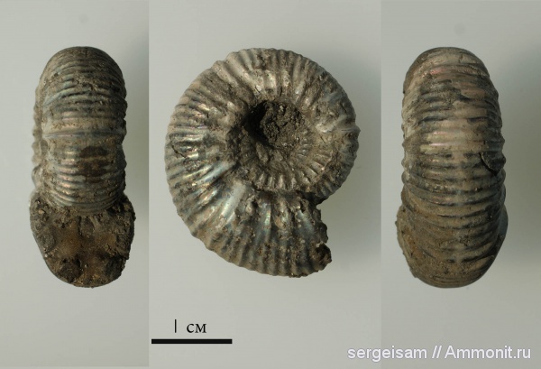 аммониты, юра, оксфорд, Ringsteadia, Ammonites, Болгары, Oxfordian, Jurassic