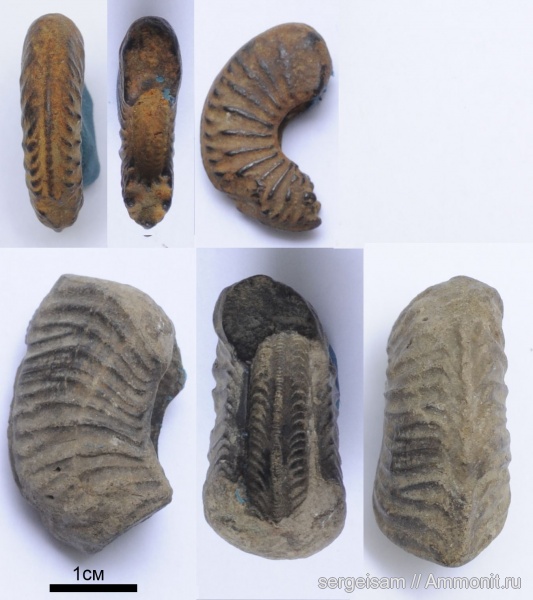 аммониты, юра, Ammonites, Владимир, Jurassic