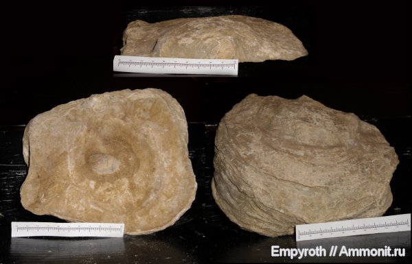 мел, маастрихт, Крым, Liostrea mirabilis, Maastrichtian, Cretaceous