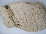 Известняковая плита с фрагментом кости