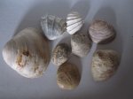Ископаемые двустворчатые моллюски