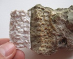 Отпечаток фрагмента шишки в песчанике