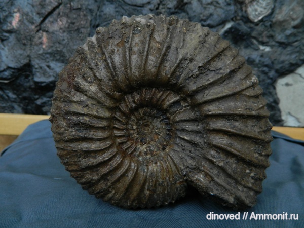 аммониты, юра, волжский ярус, Ammonites, Dorsoplanitidae, Paracraspedites