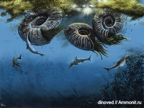 аммониты, юра, волжский ярус, Ammonites, Volgian, Jurassic, Titanites