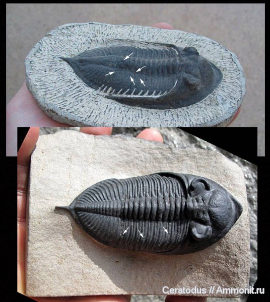 девон, Марокко, Devonian, fake fossils, подделки, Odontochile