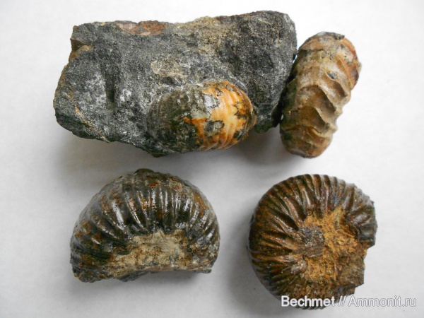 аммониты, мел, мезозойская эра, Polyptychites, Ammonites, места находок, Russanovia, Cretaceous