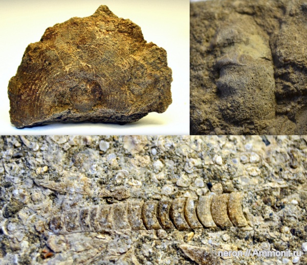 аммониты, пермский период, Башкирия, Ammonites, Permian