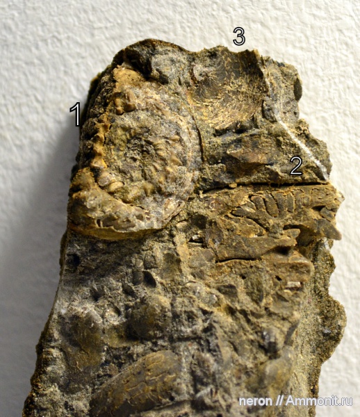 аммониты, пермский период, Waagenina, Ammonites, Paragastrioceras, Permian