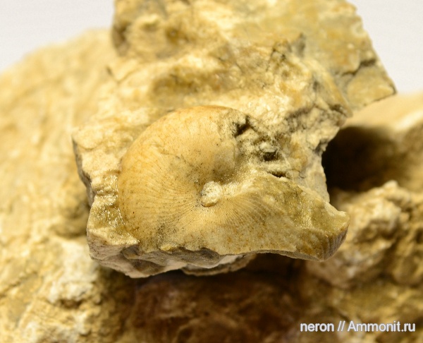 аммониты, пермский период, Popanoceras, Шиханы, Ammonites, Permian