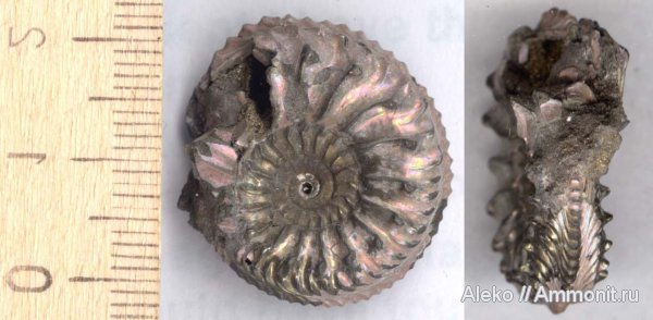 аммониты, Cardioceras, оксфорд, Ammonites, Cardioceras zenaidae, Oxfordian
