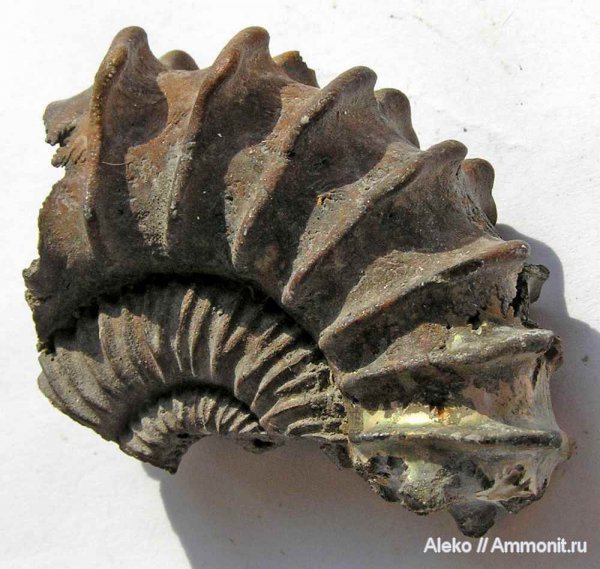 аммониты, Peltoceras, Никитино, Peltomorphites, Peltoceras hoplophorum, Ammonites