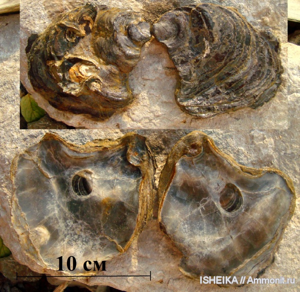 моллюски, юра, двустворчатые моллюски, Ostrea, Jurassic