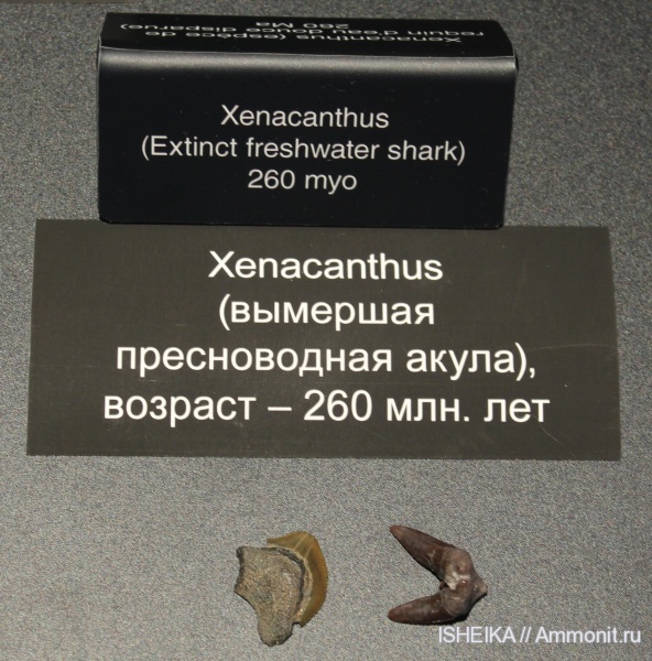зубы, акулы, Xenacanthidae, Xenacanthiformes, Xenacanthus, teeth, sharks