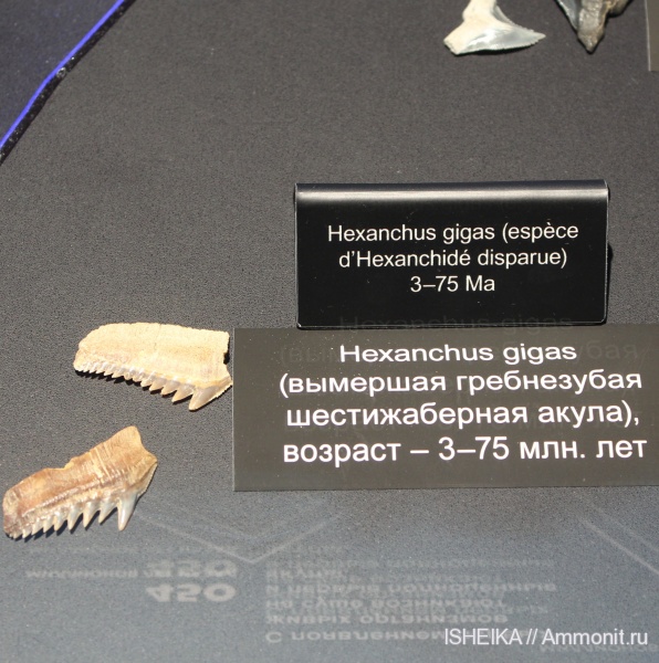 зубы, акулы, Hexanchus, Hexanchiformes, hexanchus gigas, teeth, sharks