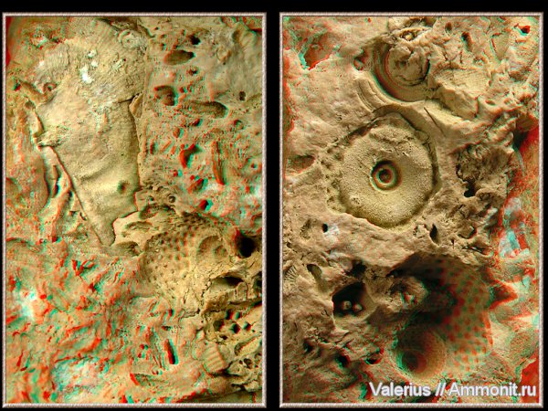 карбон, Archaeocidaris, отпечатки, Goniasma, Trachidomia, 3D-изображения