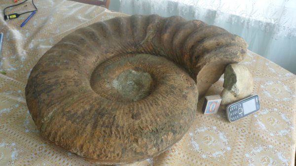 Ammonitoceras