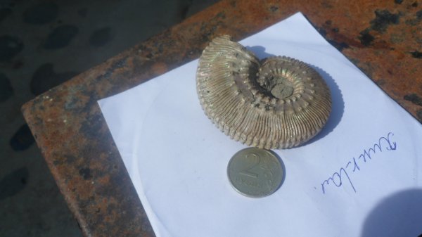 аммониты, Kosmoceras, Kosmoceras proniae, Ammonites