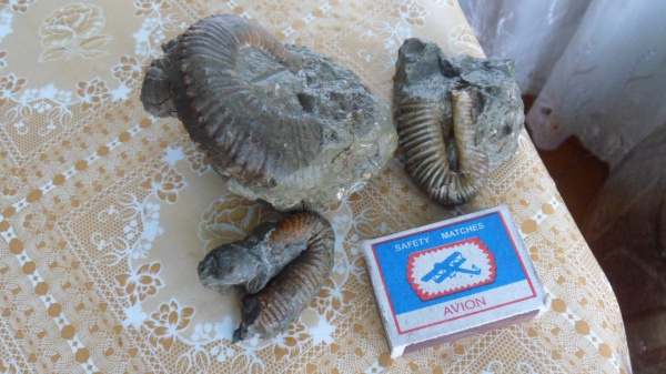 аммониты, Ammonites, Heteroceratidae, Heteroceras