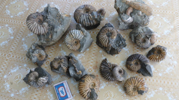 аммониты, Ammonites, Parahoplites, Parahoplitidae, Parahoplites melchioris