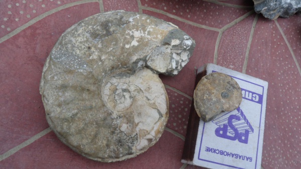 аммониты, Schloenbachia, Ammonites, Schloenbachia subvarians, Schloenbachiidae