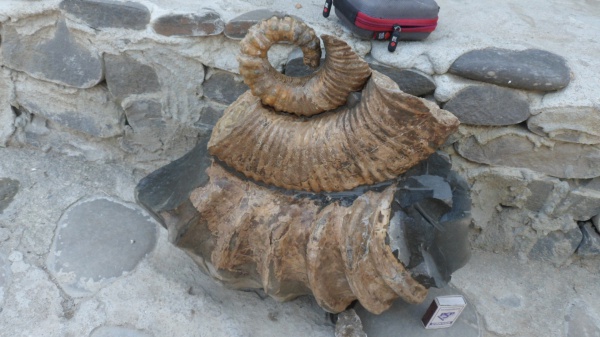 аммониты, Ammonitoceras, Ammonites