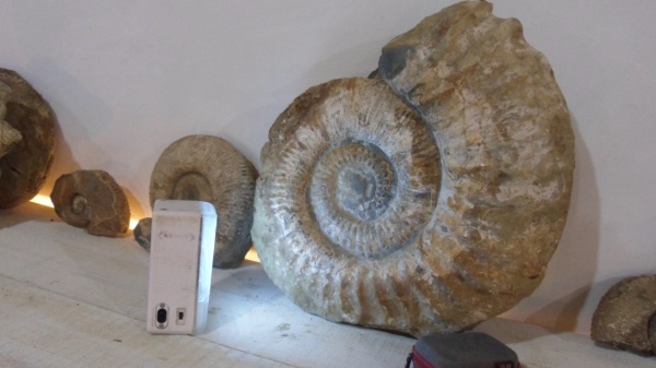 аммониты, Ammonitoceras, Ammonites, Pseudoaustraliceras, Pseudoaustraliceras pavlowi
