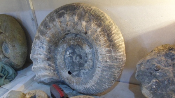 аммониты, Ammonitoceras, Ammonites, Pseudoaustraliceras, Pseudoaustraliceras pavlowi