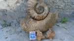 Ammonitoceras начальные обороты.