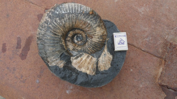 аммониты, Epicheloniceras, Ammonites, Epicheloniceras waageni