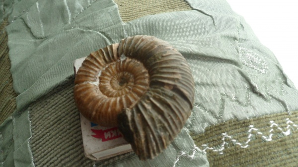 аммониты, Ammonites, Neosilesites