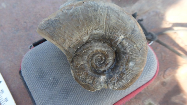 аммониты, Ammonites, Lytoceras, Lytoceratina, Thysanolytoceras