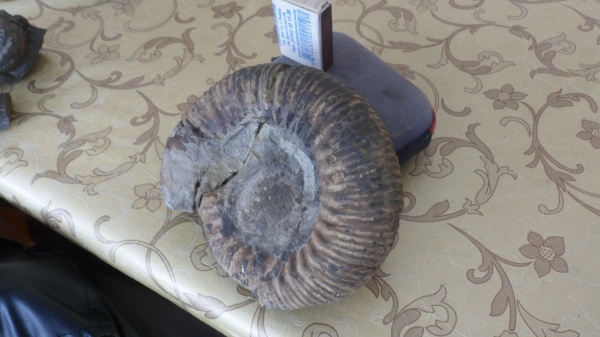 аммониты, Stephanoceras, Ammonites, Stephanoceras mutabile