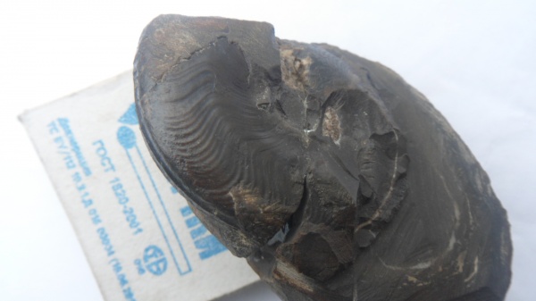аммониты, Ammonites, Hyperlioceras