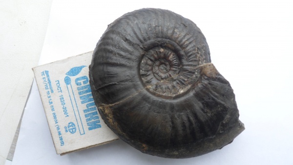 аммониты, Ammonites, Sonninia