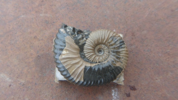аммониты, Ammonites, Acanthohoplites, обрастание аммонитов