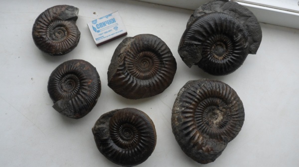 аммониты, Parkinsonia, Ammonites, Parkinsoniidae