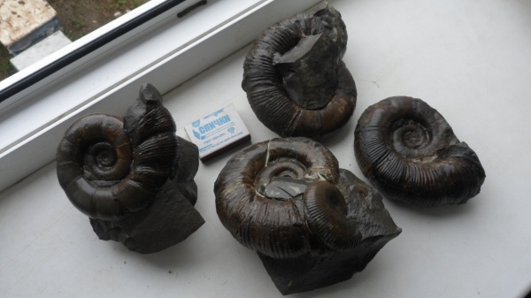 аммониты, Dinolytoceras, Ammonites, Lytoceratina, Lytoceratidae