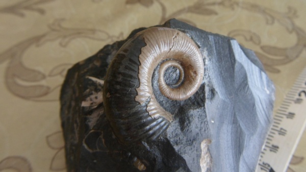 аммониты, Ammonites, Pictetia