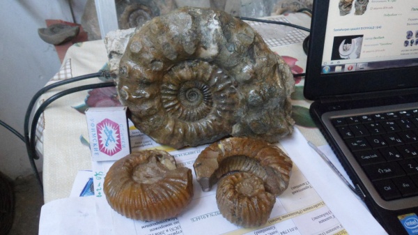 аммониты, Peltoceras, Ammonites, Rollierites